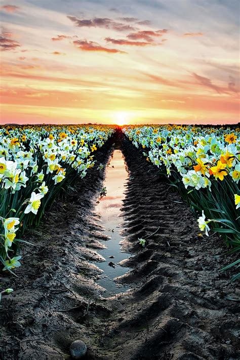 Pathological Picture Taker Lsleofskye Daffodil Field Norfolk England