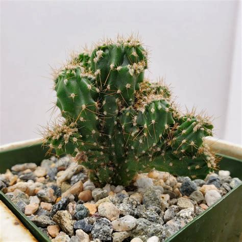 Unique Cereus Peruvian Unique Cactus Cacti Succulent Live Plant 260