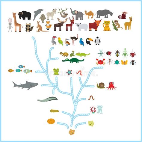 Evolution Scale From Unicellular Organism To Mammals Evolution In