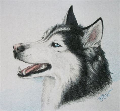 The 25 Best Husky Drawing Ideas On Pinterest Animal Sketches In