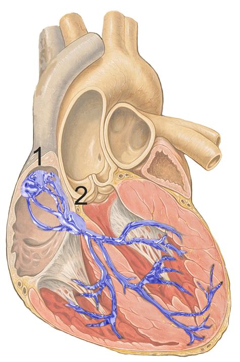 Electrical Conduction System Of The Heart Wikidoc