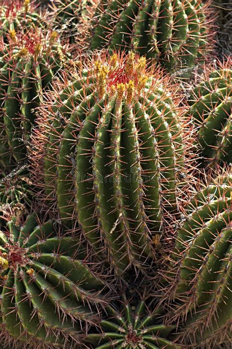 Close Up View Of Cluster Of Lemon Barrel Cacti Stock Photo Image Of