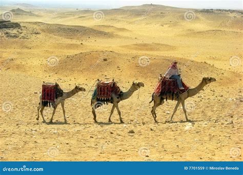 Caravana Del Camello En Desierto Imagen De Archivo Imagen De