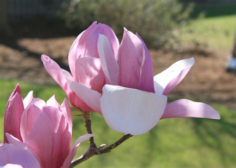 Enjoy Early Blooms Of Saucer Magnolias Mississippi State University
