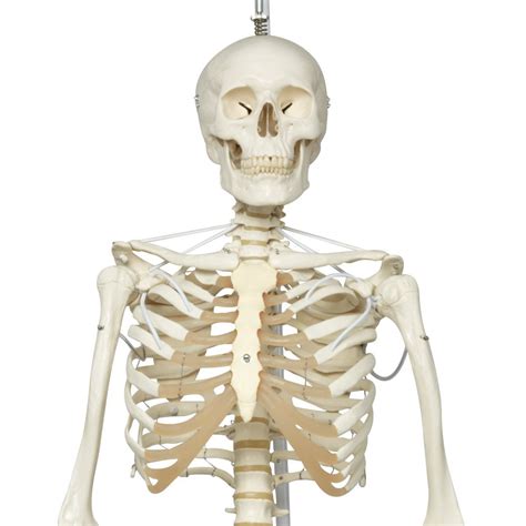 Anatomical The Functional Skeleton Model