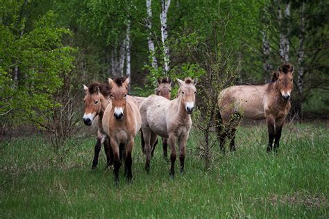 Chernobyl Pictures Of Animals Affected