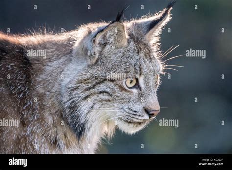 Portrait Of A Backlit Canada Lynx Sitting In A Tree Looking For Prey