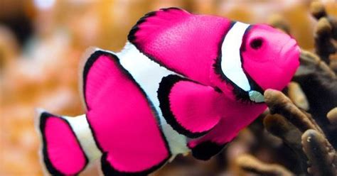 Just Keep Swimming Colorful Fish Beautiful Fish Clown Fish