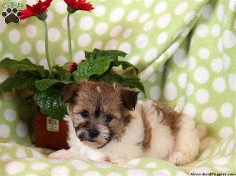 Rare red havanese puppies from import champion lines. Havanese Puppies For Sale In PA | Havanese puppies for sale, Puppies for sale, Havanese puppies