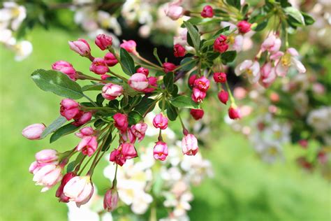 Sargentina Crabapple Blossom Fitchdnld Flickr
