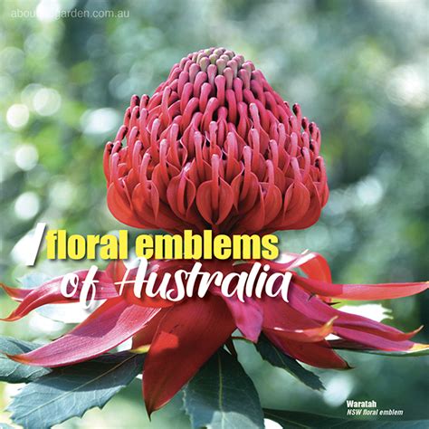 Floral Emblems Of Australia About The Garden Magazine