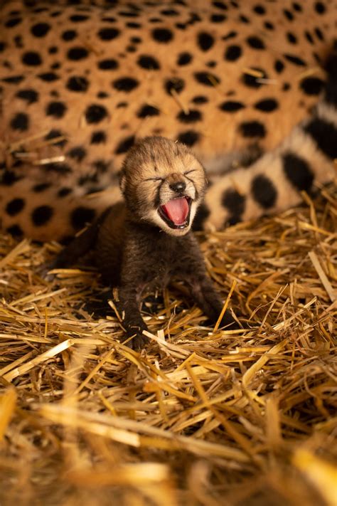 Columbus Zoo Announces First Baby Cheetah Cubs Born Via Ivf