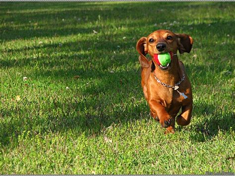 Dachshund's Temperament: The Good, the Bad, and the Ugly. | Dachshunds ...