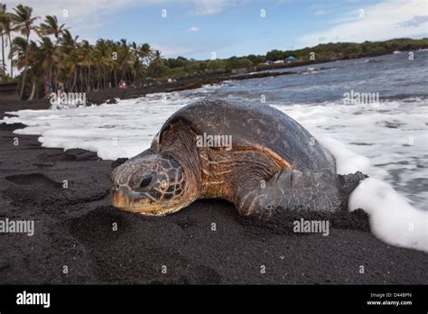 A Turtle Coming Out Of The Sea On The Black Sand Beach Hawaii Usa