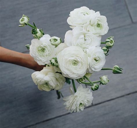 Maybe you would like to learn more about one of these? White Ranunculus | Ranunculus | Wedding Flowers | Flowers ...
