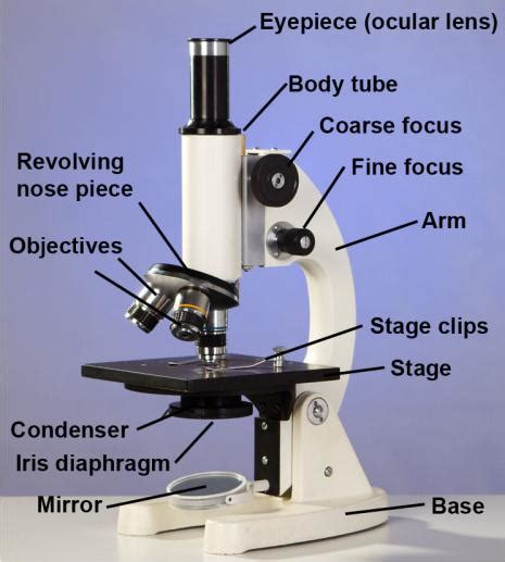 How Physical Compound Light Microscopes Are Operated Shelly Lighting