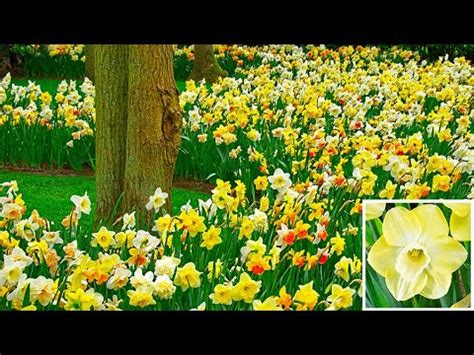 Gladiolus plants prefer rich, soft soil, and plenty of water. hqdefault.jpg