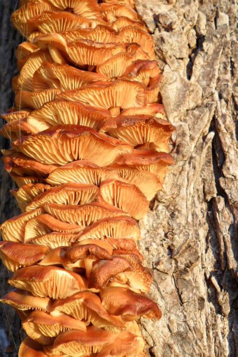 Wild Mushrooms Wild Mushrooms Stuffed Mushrooms Fungi