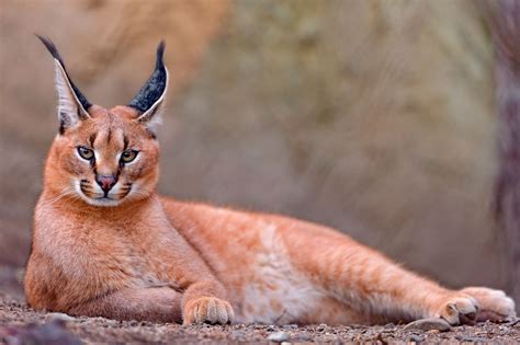 Caracal Image Abyss