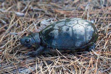 Eastern Mud Turtle South Carolina Partners In Amphibian And Reptile Conservation