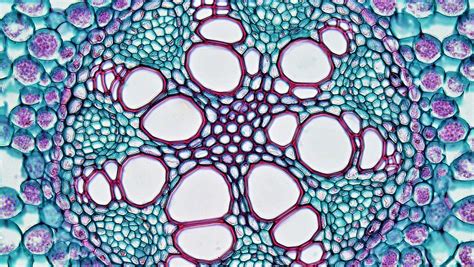 Monocot Root Casparian Strip In Acorus Vascular Bundle