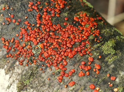 Red Jelly Fungus On Quaking Aspen Log Flickr Photo Sharing