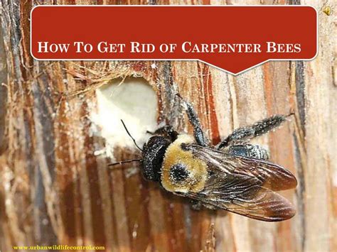 Ppt How To Get Rid Of Carpenter Bees Powerpoint Presentation Free