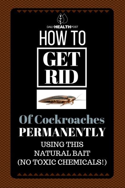 How to Get Rid of Cockroaches Forever? Try This Recipe!