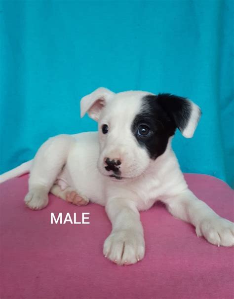 Chihuahua puppies for sale in michigan select a breed. JackRat-Lab Mix Puppies for Sale in Birch Run, Michigan