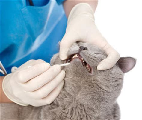 In fact, dental care is as important for cats as human beings to ensure that they live a long. How often should you clean your cat's teeth