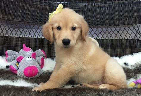Our beautiful golden retriever tiggy has had a litter of 7 gorgeous puppies. Golden Retriever Puppies For Sale | Bath, ME #240978