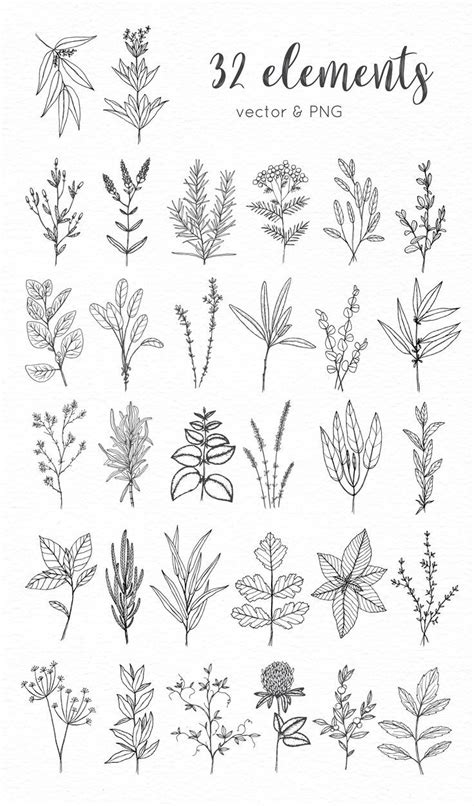 Line Art Botanical Graphics Bundle By Crocus Paperi On Creativemarket