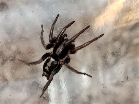 Herpyllus Ecclesiasticus Eastern Parson Spider In Indianapolis