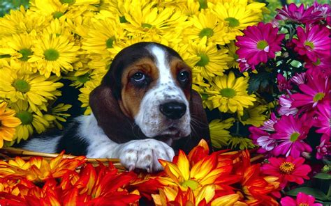 Are you searching for flower dog png images or vector? Cute Spotted Dog In A Basket Yellow Purple Red Flowers ...