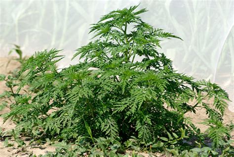 Feb 17, 2021 · l'ambroisie, paris: Ambroisie : une plante hautement allergisante pour l'homme ...