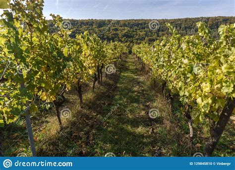 Vineyard On A Sunny Day Stock Photo Image Of Food Growth 129845810
