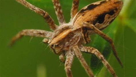 Let's take a closer look at what this spider looks like, how it behaves and other interesting facts about the black black widow bite symptoms & treatment. How to Identify Spiders in Connecticut | Sciencing