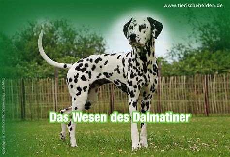 Dalmatiner Rasseportrait Charakter Und Haltung Tierischeheldende
