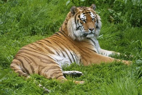 Amur Tiger Neil Turner Flickr