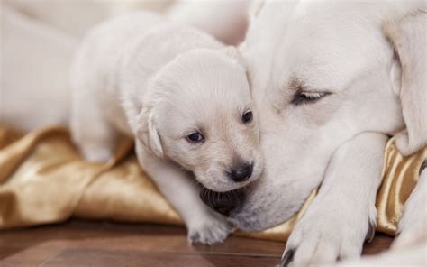 When Can Puppies Leave Their Mother Ultimate Pet Nutrition