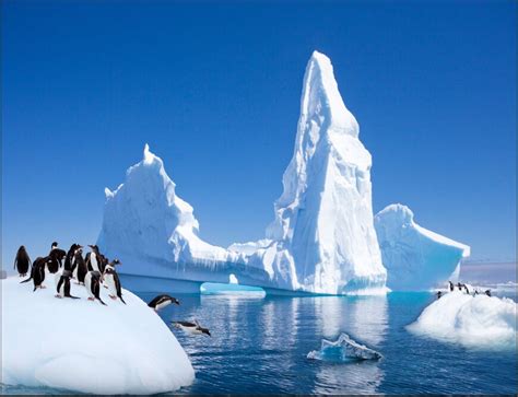 Free Download Large D Background Wallpaper Cute Arctic Penguin Mural Wallpaper X For