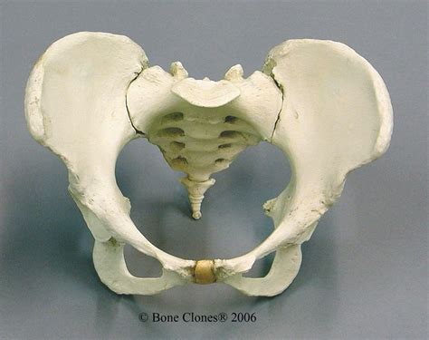 Human Female Pelvis Via Bone Clones 900×714 Desenho Anatomia