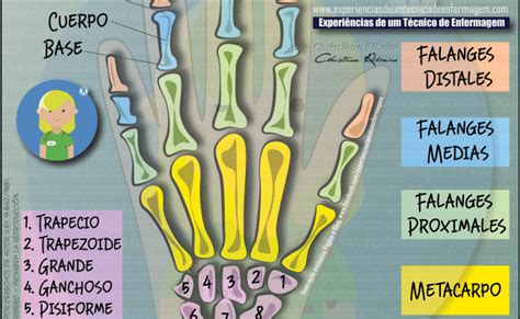 Huesos De La Mano Anatomia Y Fisiologia Humana Hueso De La Mano