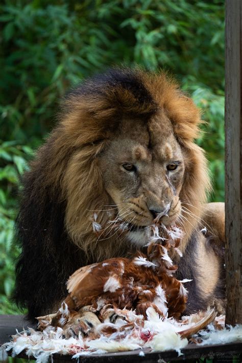 Asiatic Lion Eating A Picture From A Asiatic Lion Cloudtail The