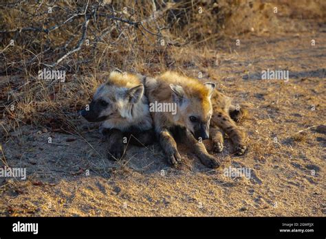 Two Young Spotted Hyena Lying Next To Each Other Stock Photo Alamy