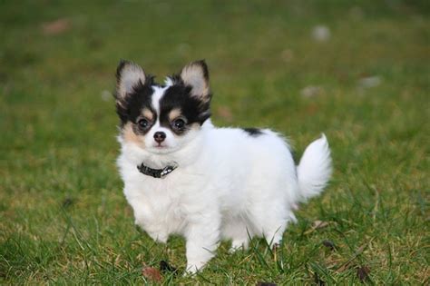 Jetzt arbeitskleidung auf rechnung kaufen und später bezahlen. Hundezubehör auf Rechnung bestellen Bei diesen Shops möglich