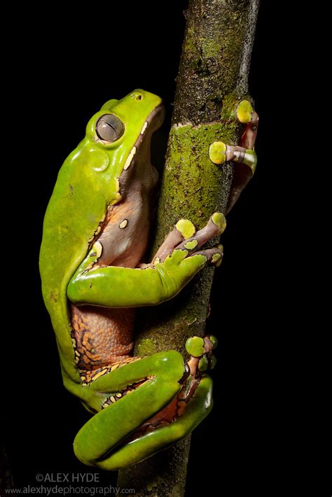 Giant Waxy Monkey Frog Phyllomedusa Bicolor Peru Alex Hyde