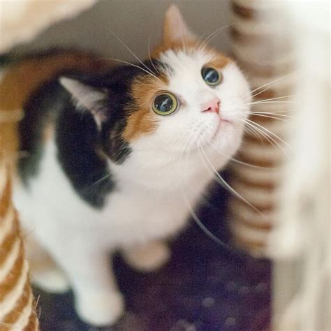 Cute Pictures Of Calico Cats And Kittens