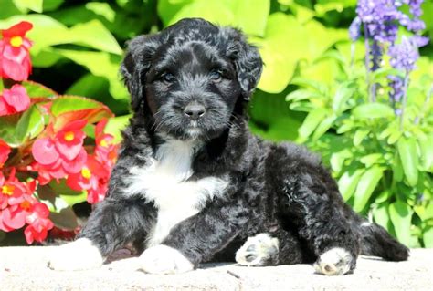 Dusty Portuguese Water Dog Puppy For Sale Keystone Puppies