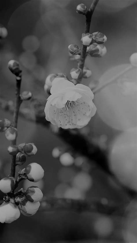 Apricot Flower Bud Dark Spring Nature Twigs Tree Iphone 6 Iphone